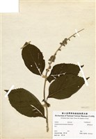 藏品(臺灣楔冠草)的圖片